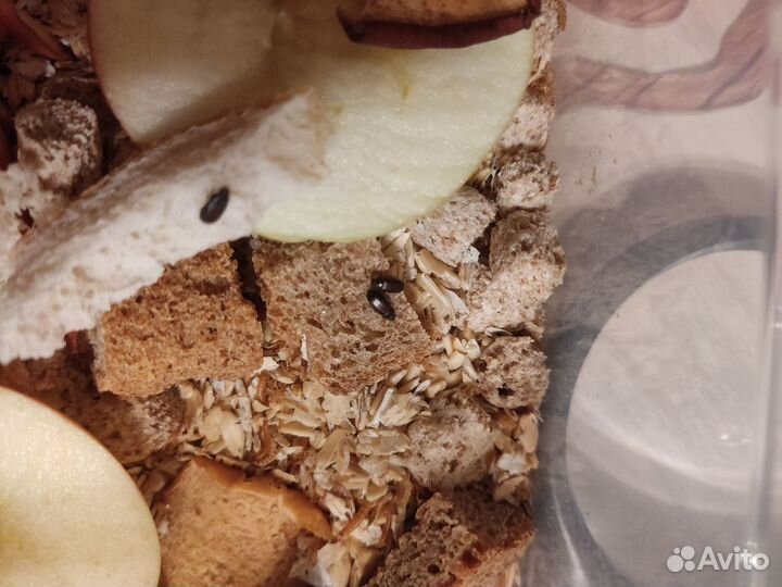 Жук знахарь