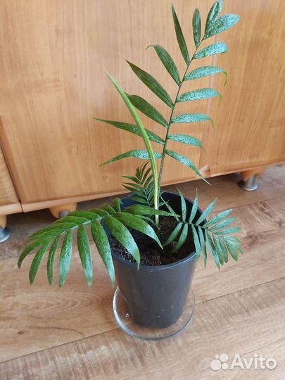 Пальма хамедорея