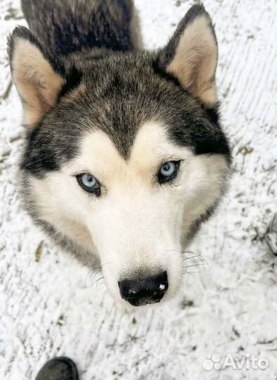 Хаски кобель вязка