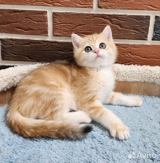 Котик золотой британец
