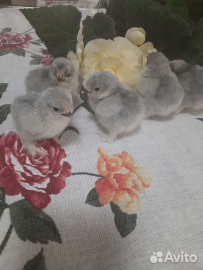 Карликовые кохинхины