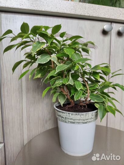 Фикус бенджамина Кинки бонсай