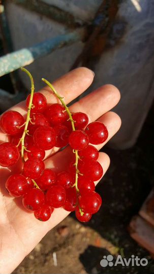 Ягодные кустарники