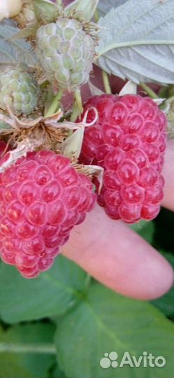 Саженцы малины