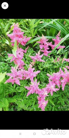 Астильба, ирисы, люпины, лилейник и др многолетник