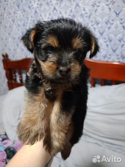 Йоркширский терьер