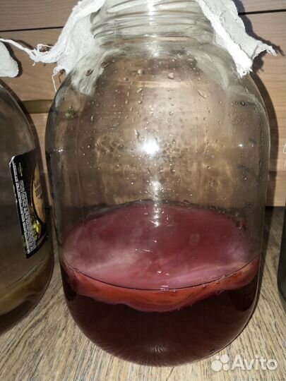 Чайный гриб комбуча