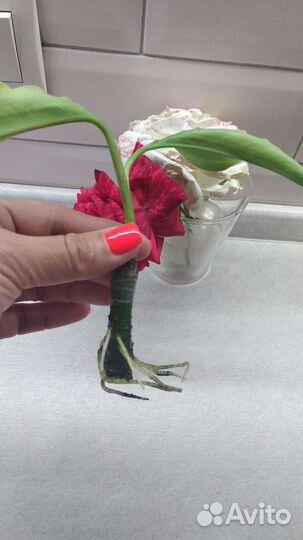 Аглаонема сильвер бей