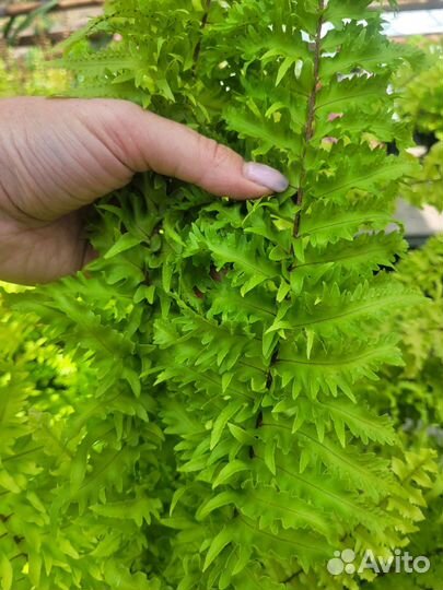 Папоротник сортовой