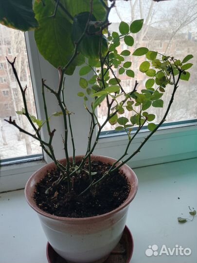 Обменяю 2 домашние розы на суккуленты