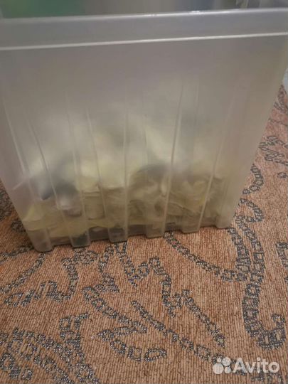 Перья попугаев корелла