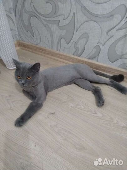 Стрижка кошек (выезд)