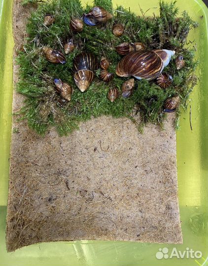 Ахатинские улитки бесплатно