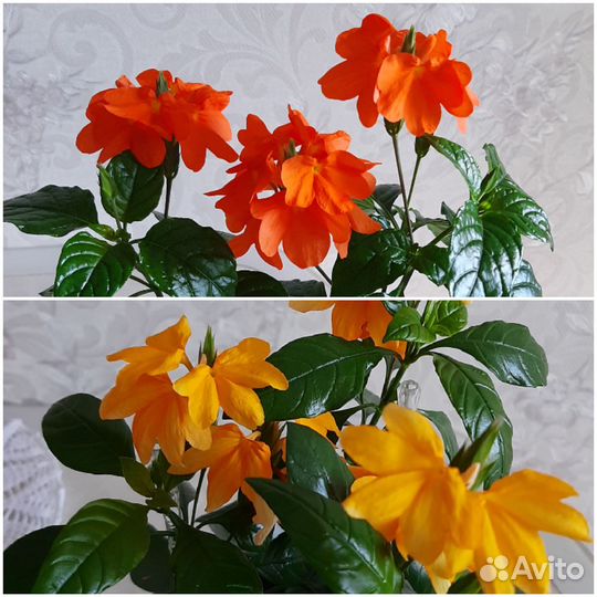 Кроссандра желтая