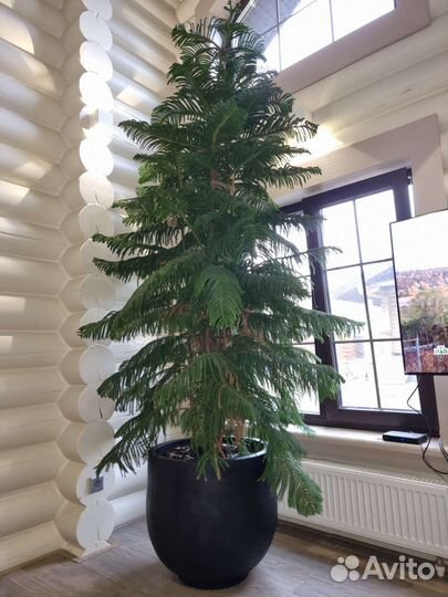 Горшок из Бетона для цветов/растений/деревьев