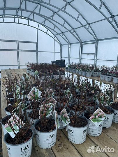 Новинки метельчатая гортензия