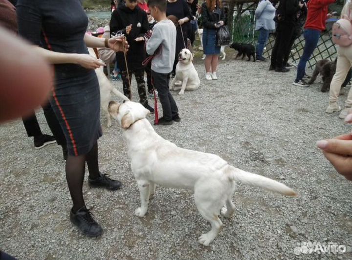 Вязка лабрадор