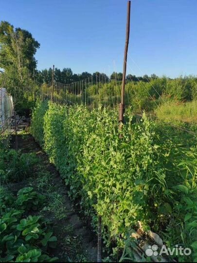 Горох растение