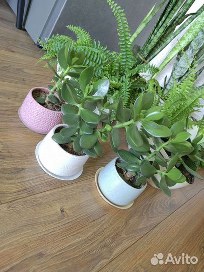 Сансевиерия, нефролепсис, толстянка