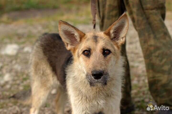 Замечательная Ласточка в дар