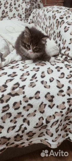Кошки мейн-кун