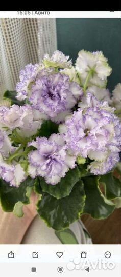 Фиалки сортовые