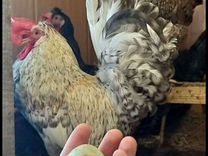 Птенцы и инкубационное яйцо