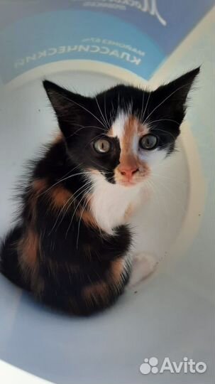 Котенок девочка 2 мес в дар