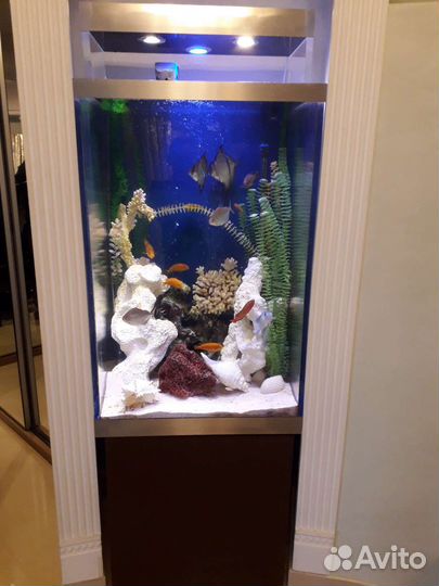 Аквариум/Обслуживание/Чистка/Перевозка