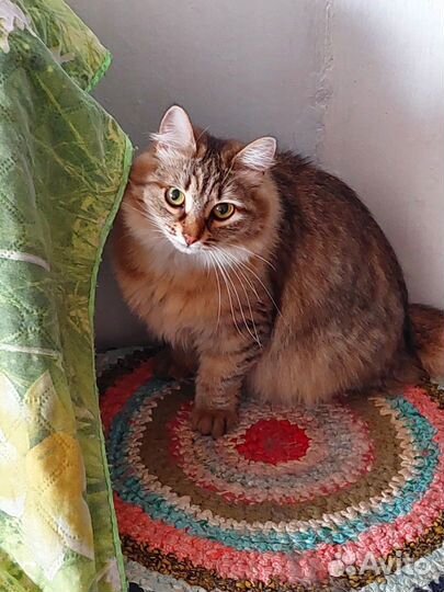 Кошечка Муха в добрые руки