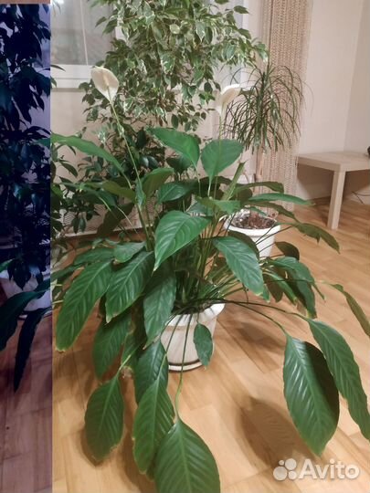 Цветок Спатифиллум высота 85 см