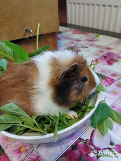 Морские свинки малыши