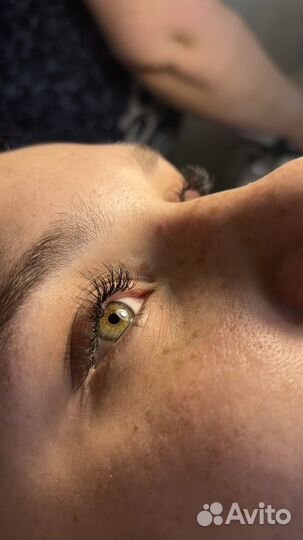 Лешмейкер бровист