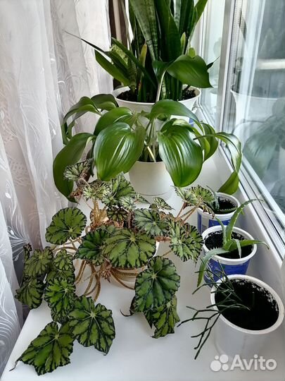 Эухарис, спатифиллюм,бегония,хатиора,алоэ,каланхоэ