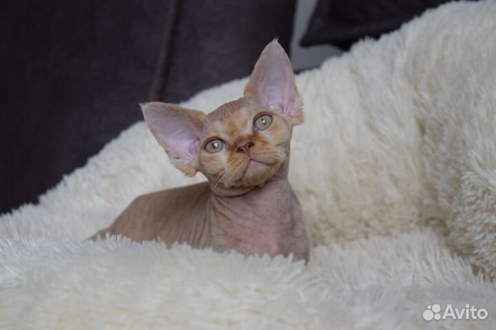 Девон-рекс Крафт