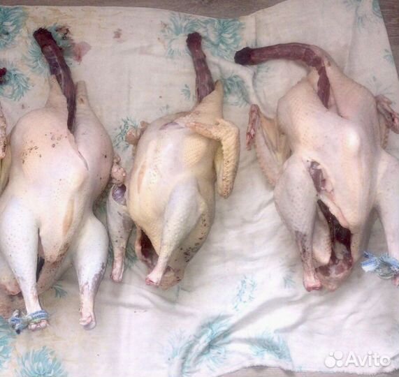 Инкубационное яйцо