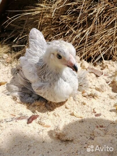 Цыпленок, доминанты, Брама