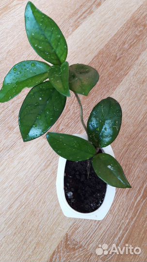 Пеларгония герань