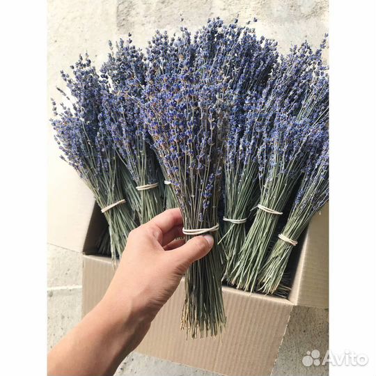 Лаванда сухоцвет