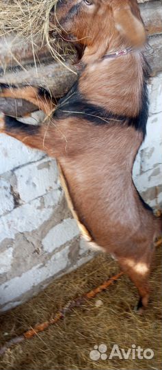 Чешский козёл