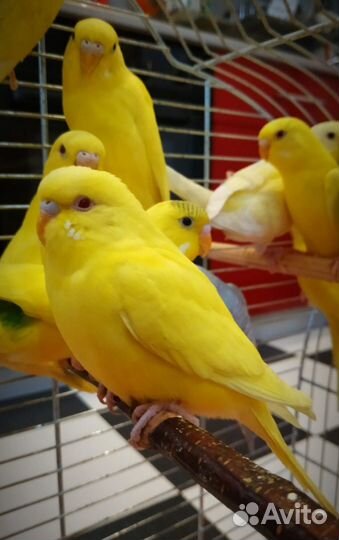 Попугай волнистый