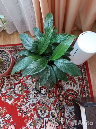 Спатифиллум