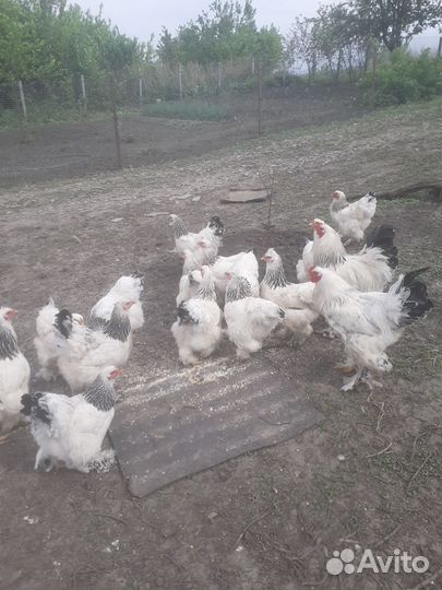 Цыплята брама. Суточные и недельные