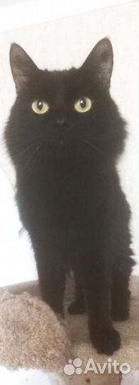 Отдам кота в добрые руки