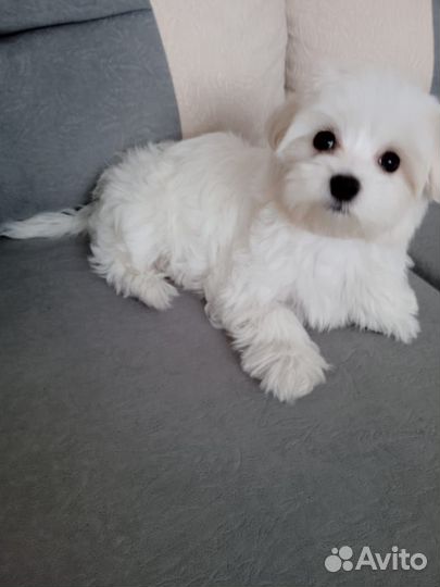 Мальтийская болонка мальчик