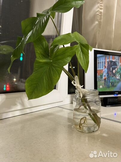 Сингониум отросток