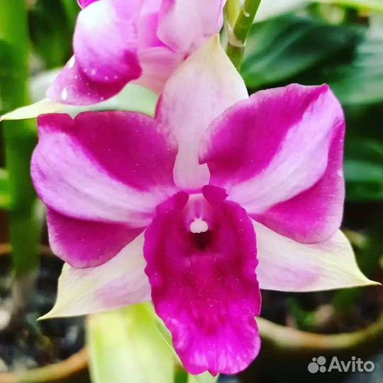 Орхидея Dendrobium/Дендробиум