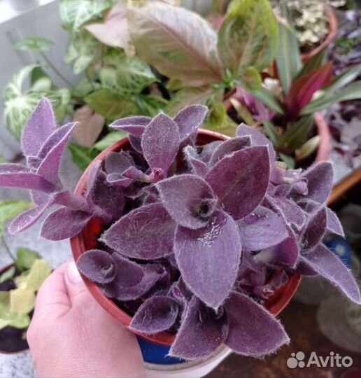 Черенки сортовых традесканций и другие