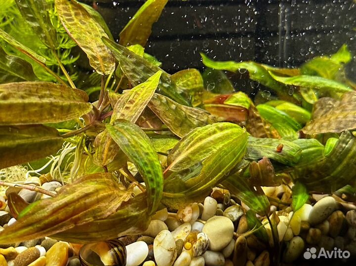 Криптокорина