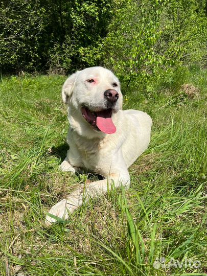 Прекрасная Ева ищет любящую семью